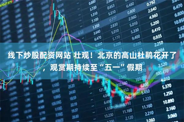线下炒股配资网站 壮观！北京的高山杜鹃花开了，观赏期持续至“五一”假期